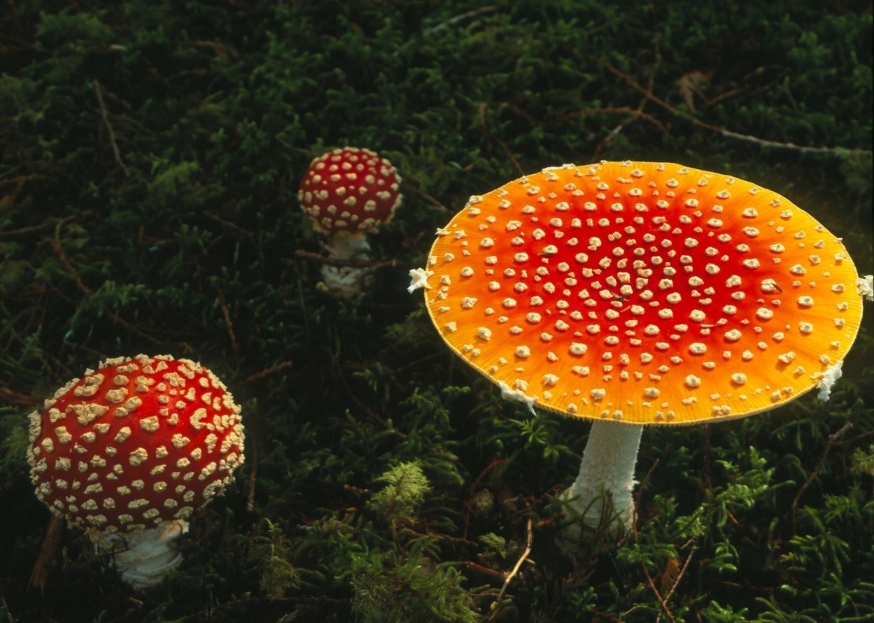 野生蘑菇 危机四伏